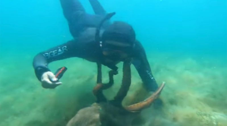 Досуг: На  видео осьминог маори обнял дайвера за лицо