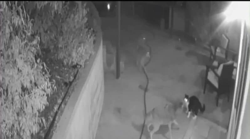 Популярное: Кот Макс в одиночку отогнал 3 койотов от дома семьи, и их напряженное противостояние попало на видео