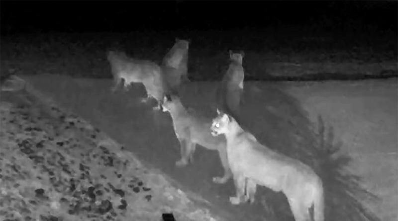 Видео: На редком видео в Калифорнии запечатлены сразу пять горных львов у жилого дома