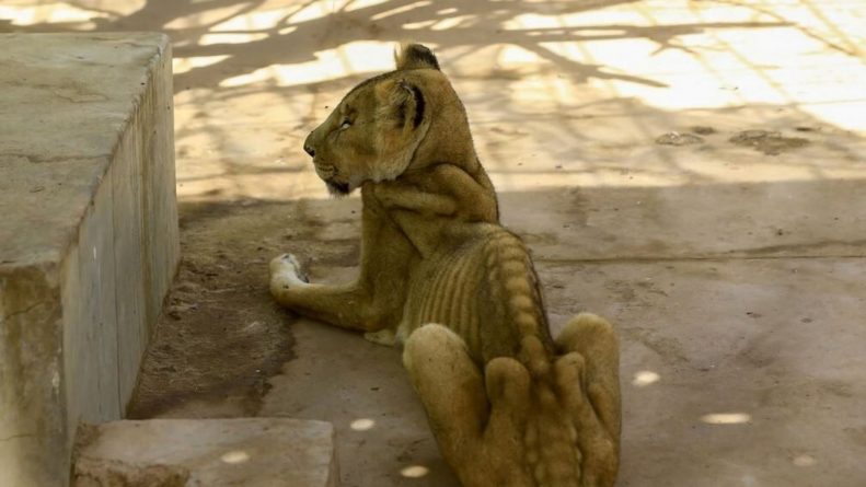 Полезное: Для голодающих львов из зоопарка Судана организовали кампанию по спасению