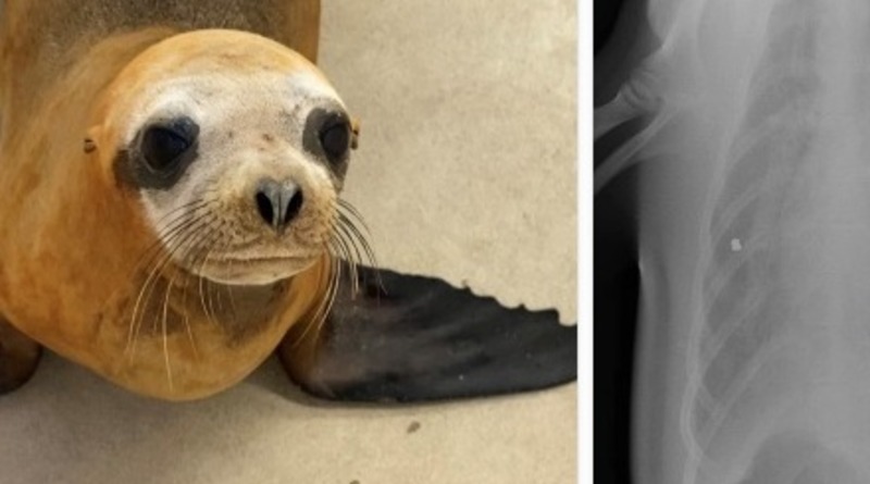 Локальные новости: Ветеринарам пришлось усыпить спасенного морского льва, которого расстреляли из пневматики
