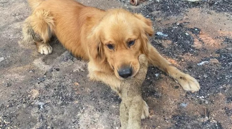 В мире: Собака нашла невредимой любимую игрушку, когда семья вернулась на место сгоревшего дома (фото)