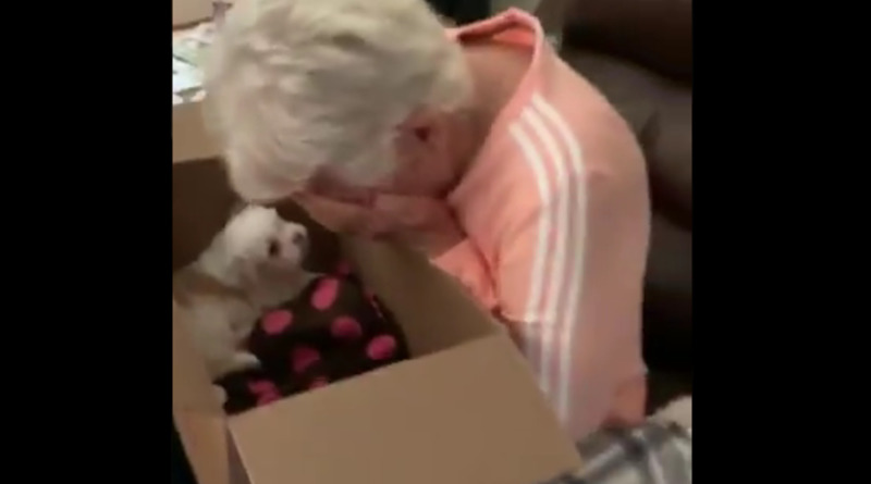Видео: Пожилая женщина расплакалась от радости, когда семья подарила ей долгожданного щенка (видео)