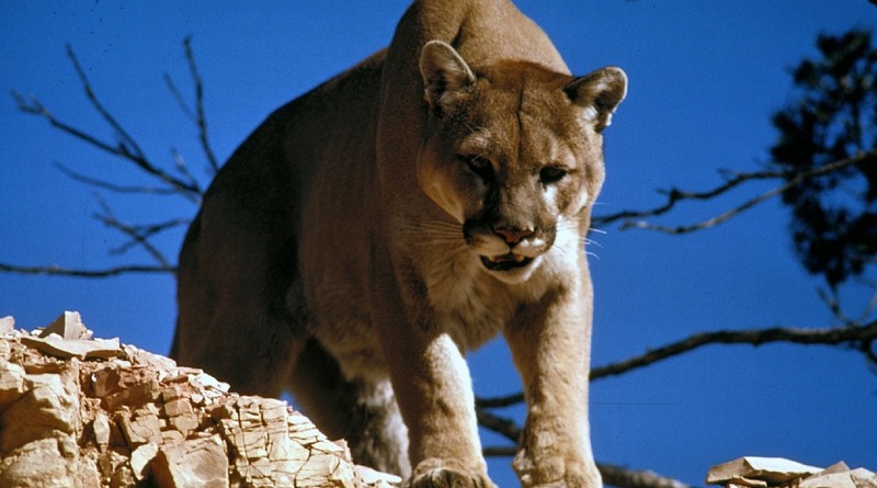 Происшествия: В США около туристической тропы три горных льва пожирали человеческие останки