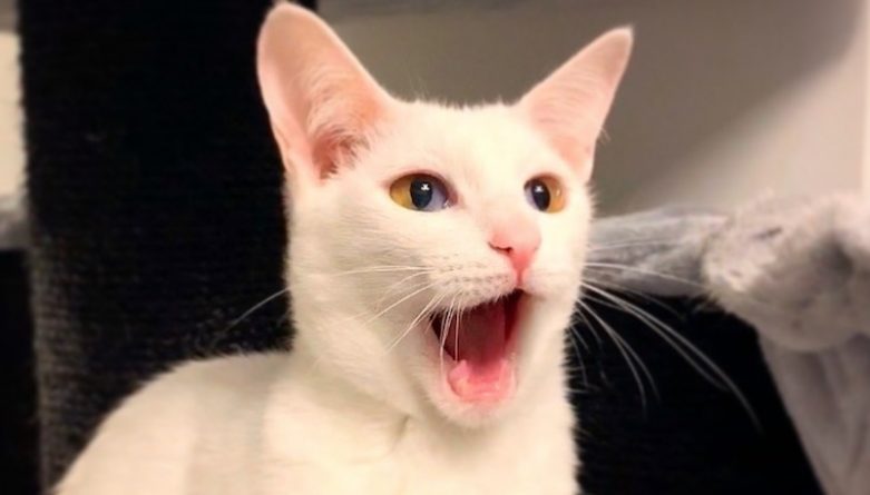 Полезное: Кошка с редким генетическим расстройством стала звездой Instagram благодаря двухцветным глазам
