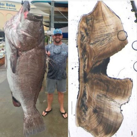 Локальные новости: Рыбак из Флориды поймал гигантскую 350-фунтовую рыбу, впечатлив биологов