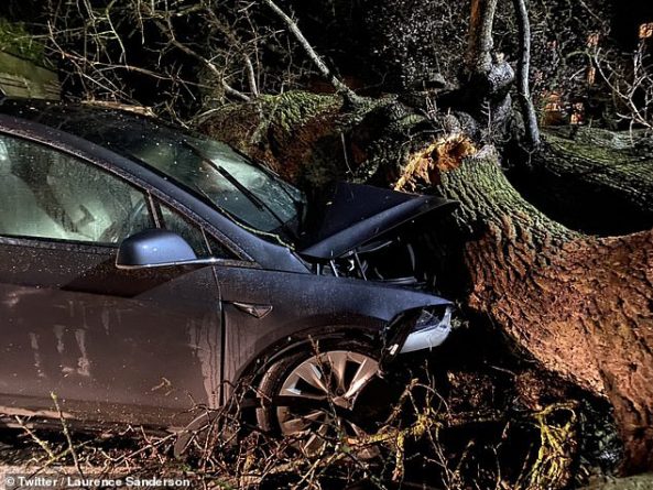 Локальные новости: Две семьи спаслись от падающего дерева благодаря автоматическим тормозам Tesla X