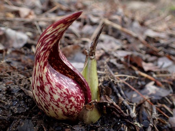 Наука: Уникальное растение с неприятным запахом, способное выделять тепло, выросло на дороге Блу Ридж Парквей