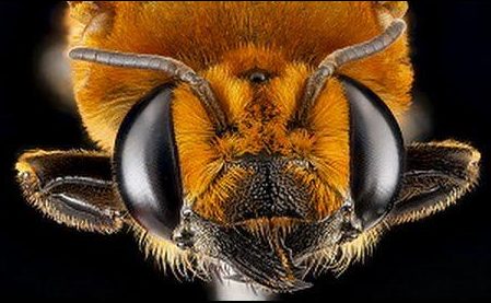 Происшествия: В Калифорнии рой из 40 тыс. африканских пчел атаковал полицейских и пожарных: 5 человек госпитализированы