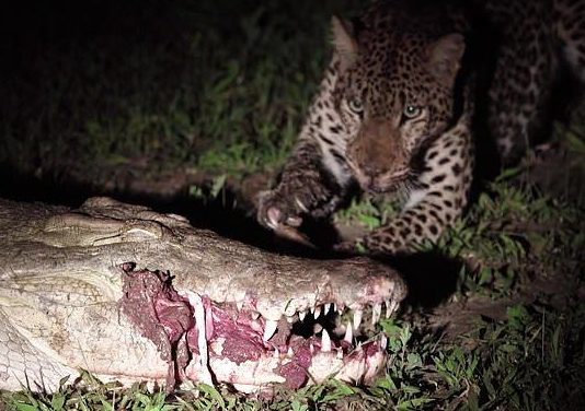Полезное: Леопард украл у спящего крокодила мясо прямо из пасти