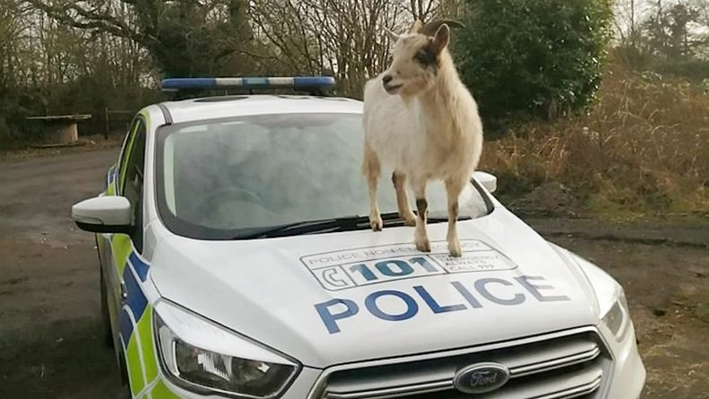 Полезное: Фото козы, которая запрыгнула на автомобиль полицейских, стало вирусным