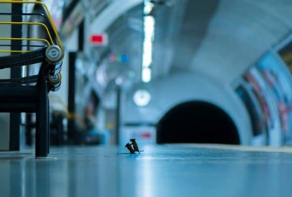 Полезное: Снимок двух мышей, сражающихся в метро, получил приз как лучшее фото дикой природы
