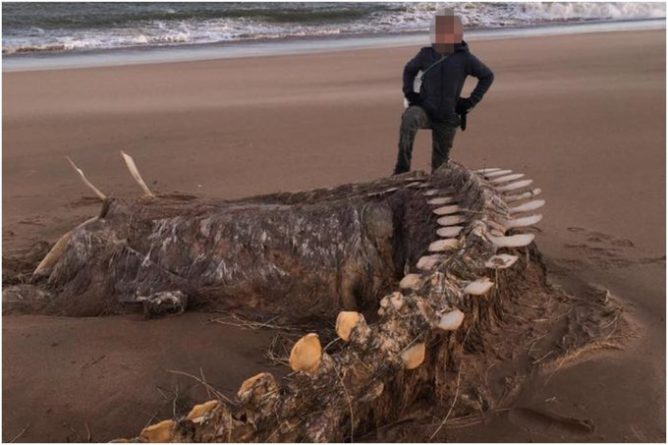 Полезное: Скелет, найденный на шотландском пляже во время шторма Ciara, сравнивают с Лох-несским чудовищем