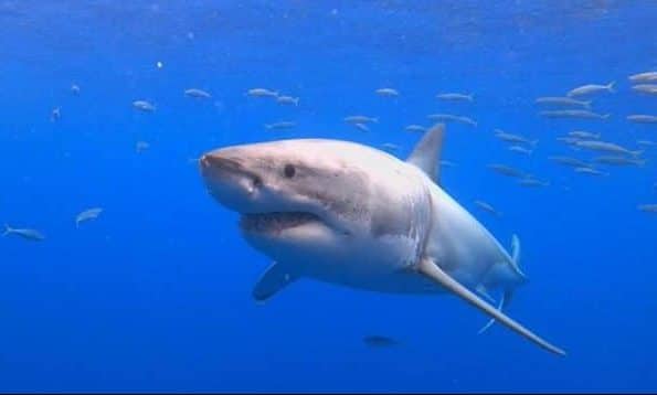 Путешествия: Большие белые акулы возвращаются в Мексику. Одну из них назвали Коби Брайант