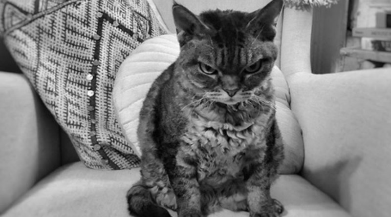 Знаменитости: Суровая кошка Барбара стала новой звездой соцсетей