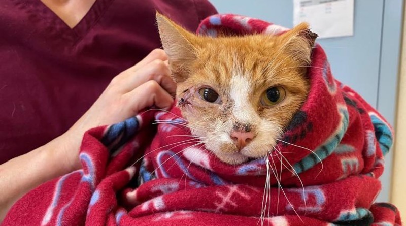 Происшествия: Кот проходил неделю со стрелой в голове, выжил и выздоравливает после операции