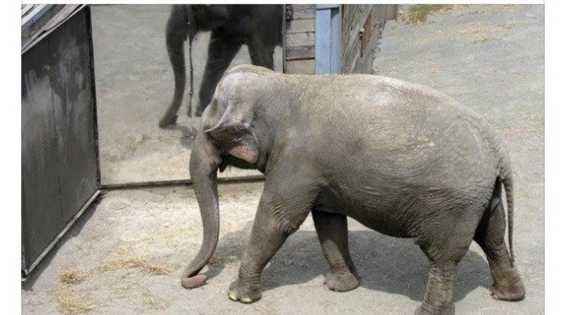 Закон и право: Суд: слон «не является человеком», и потому его не освободят из зоопарка Нью-Йорка
