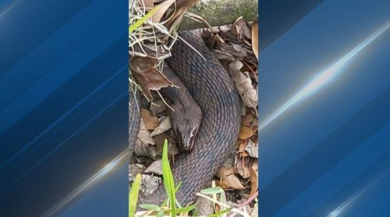 Локальные новости: Во Флориде в День всех влюбленных перекрыли часть парка из-за брачного периода змей
