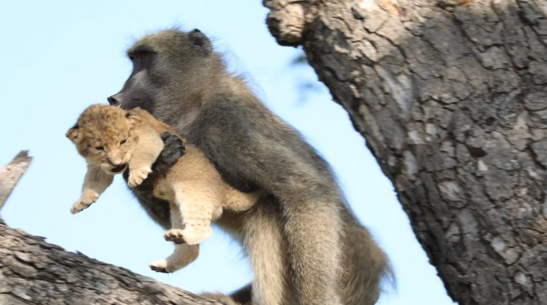 Популярное: Бабуин воссоздал сцену из мультфильма «Король Лев», защитив львенка от сородичей
