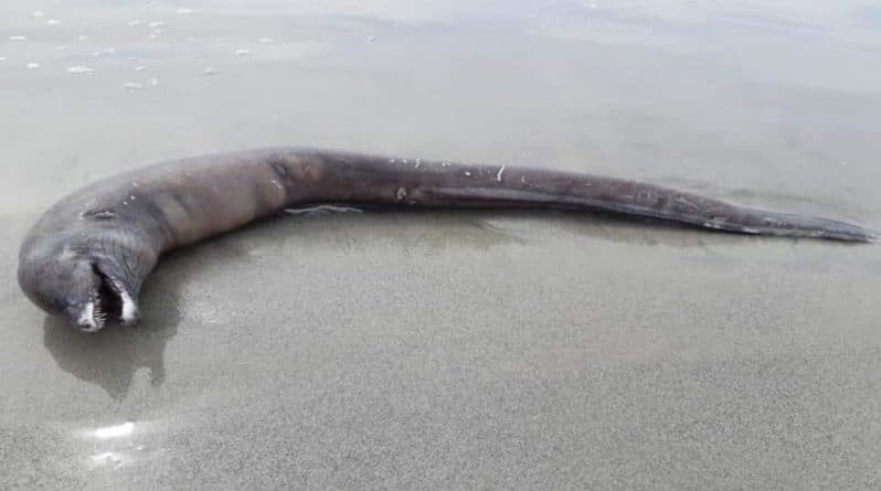 Популярное: Неизвестное существо с головой дельфина и змеиным хвостом нашли на побережье Тихого океана