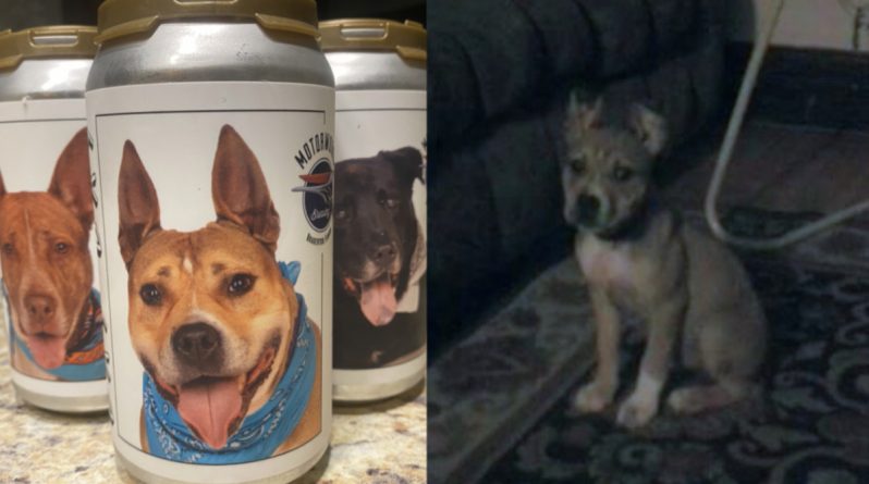 Досуг: Женщина нашла пропавшую 3 года назад собаку, увидев ее фото на пивной банке