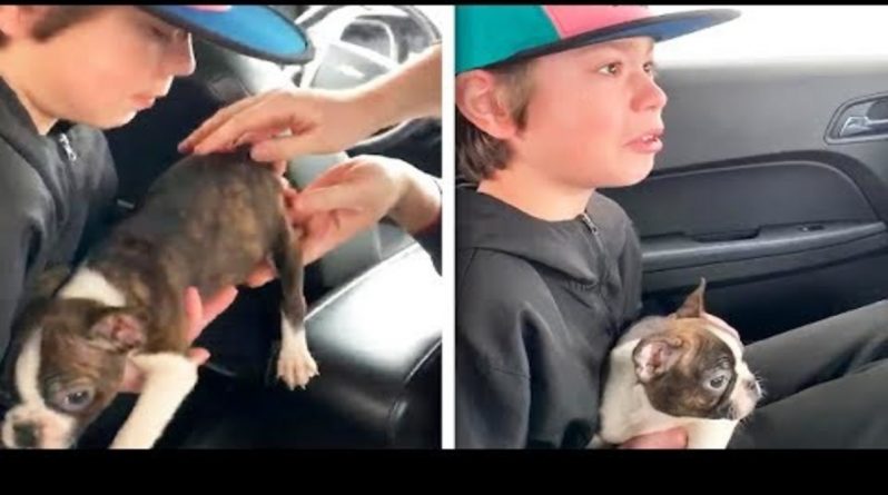 Локальные новости: «Это был его последний сюрприз»: подросток получил щенка в подарок от покойного папы