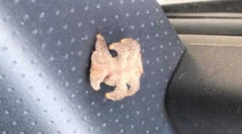 Досуг: «Инопланетное» существо с жалом, забравшееся в машину мужчины, оказалось гусеницей бабочки