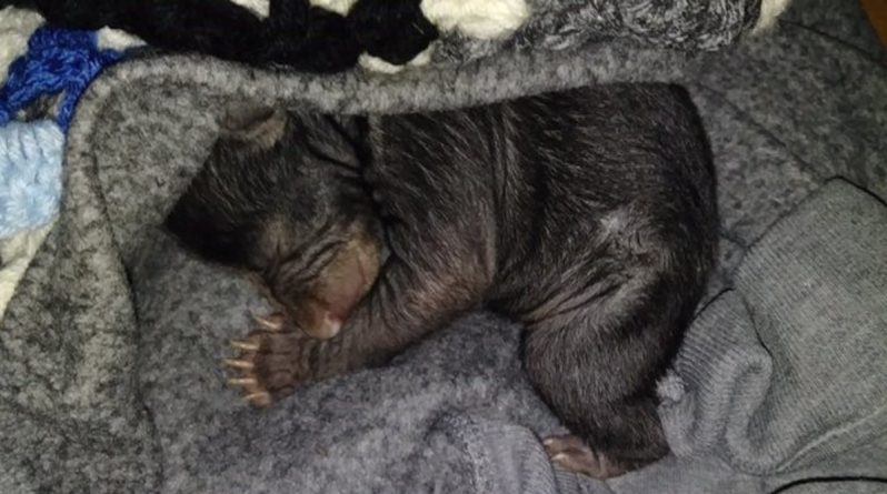 Локальные новости: Неизвестные подложили под дверь жителя Северной Каролины новорожденных медвежат, когда тот отлучился на 10 минут