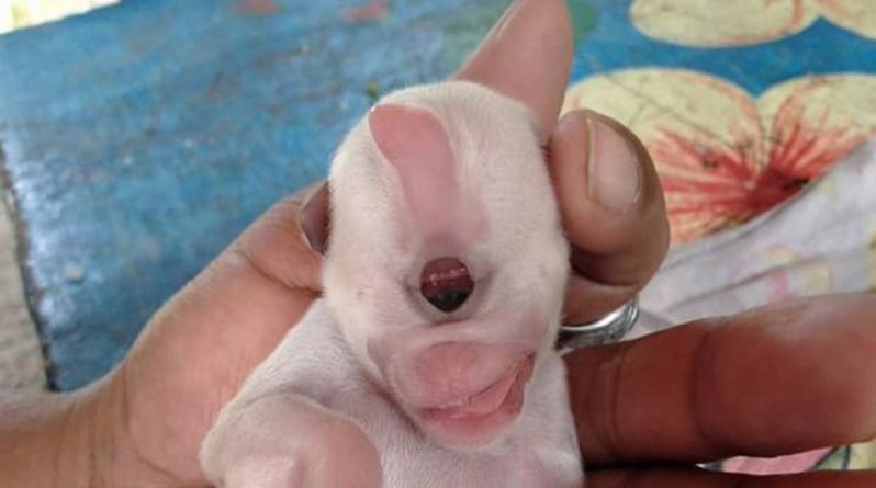 В мире: Новорожденного щенка с одним глазом назвали Кевином в честь персонажа «Миньонов»