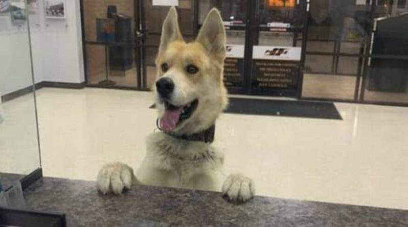 Локальные новости: Потерявшаяся собака сама пришла в полицейский участок, чтобы ей помогли найти хозяев
