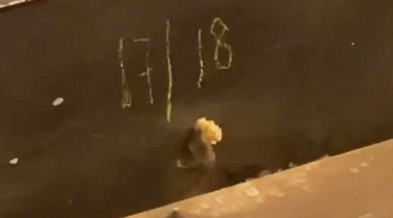Видео: На видео мышь в метро Нью-Йорка пыталась затащить кусок хлеба в маленькую норку в стене