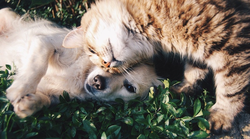 Закон и право: Защитники животных просят не называть собак и кошек «питомцами», потому что это их унижает