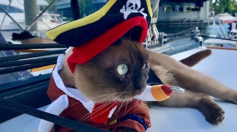 Путешествия: Бесстрашная кошка-пират провела всю жизнь, путешествуя по океану со своими хозяевами (фото)