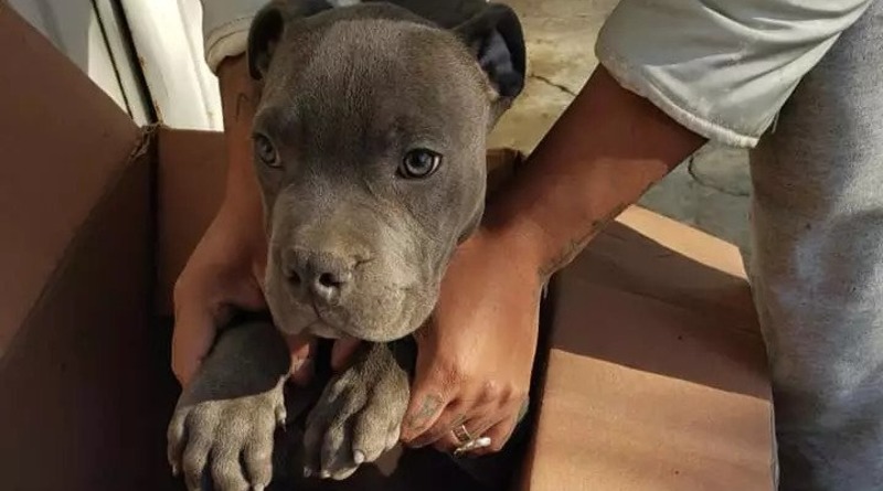 Полезное: Около приюта для животных нашли щенка с запиской. Ребенок отдал собаку, чтобы спасти от жестокого отца