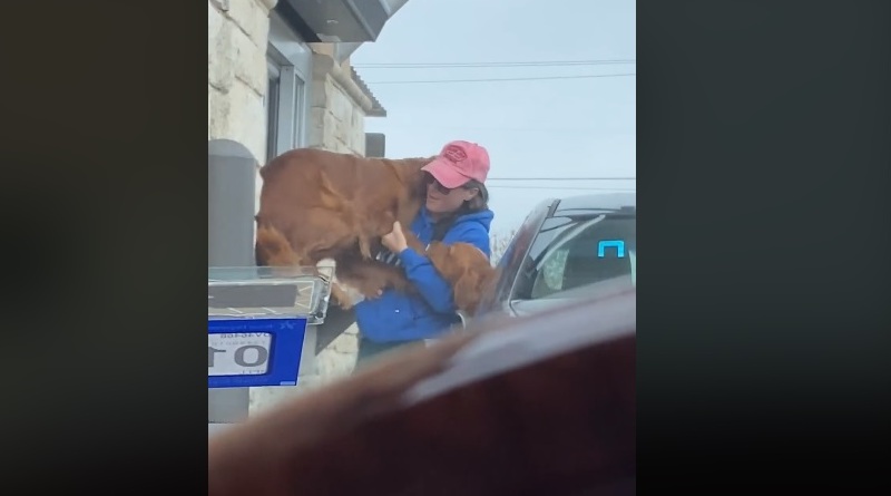 Видео: Собака, с нетерпением ждавшая лакомство из Starbucks, запрыгнула прямо в окно выдачи заказов (видео)