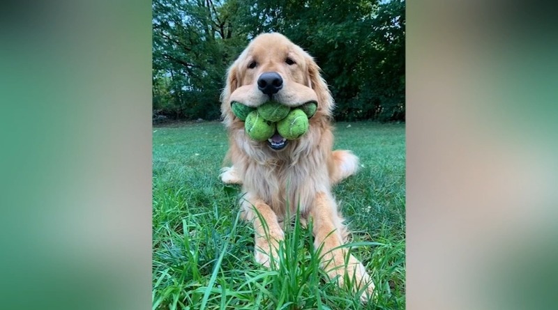 Локальные новости: Собака из Нью-Йорка может положить в пасть шесть теннисных мячей – и это мировой рекорд (фото)
