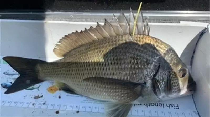 Полезное: «Золотые рыбки»: в Австралии выпустили рыб, выловив одну из которых, можно получить $10 тысяч