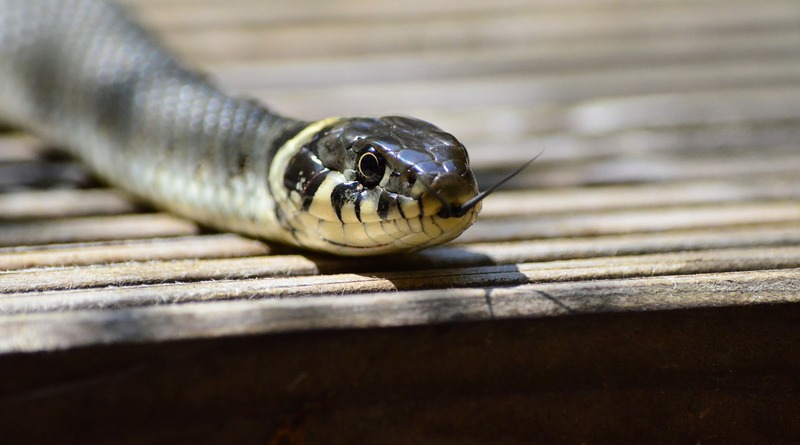 Недвижимость: Пара переехала в новый дом – и обнаружила под ним 150 змей