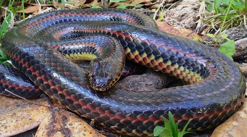 Локальные новости: Во Флориде сфотографировали редкую радужную змею