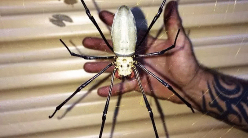 В мире: Мужчина обнаружил в своем доме огромного «паука-монстра» и сделал фото