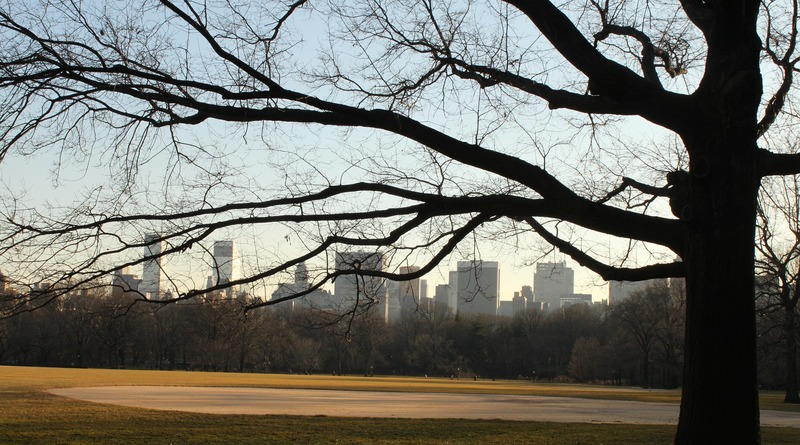 Локальные новости: В Центральном парке в Нью-Йорке нашли тело повешенного на дереве