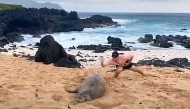 Путешествия: Видео, на котором мужчина сильно шлепнул тюленя, возмутило пользователей и заинтересовало полицию
