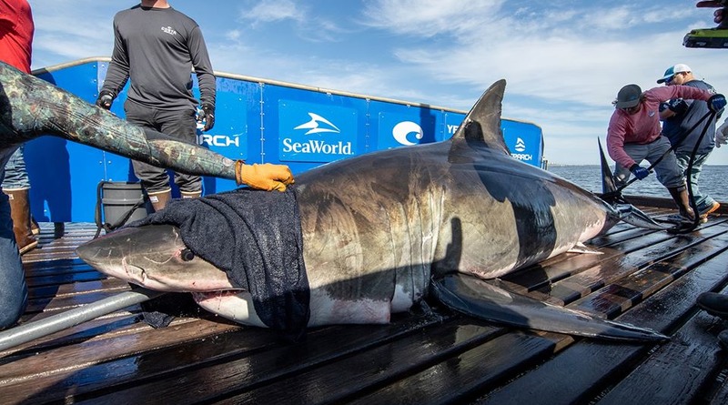 Локальные новости: Почти пятиметровая большая белая акула замечена неподалеку от побережья США