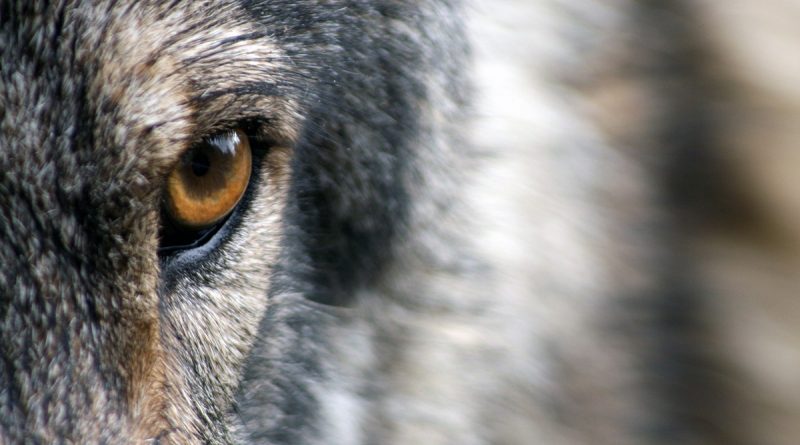 Локальные новости: Волчица вымирающего вида, прошедшая 8000 миль для поиска пары, найдена мертвой. Выясняется, была ли она незаконно убита