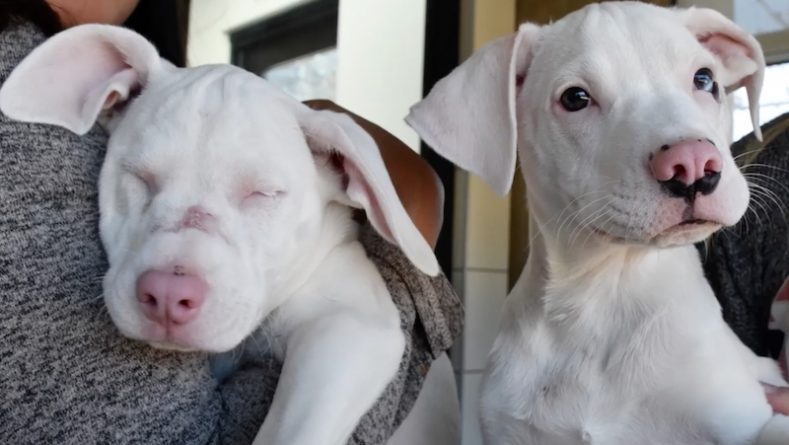 Локальные новости: Брошенный на улице щенок стал поводырем для слепой и глухой сестры