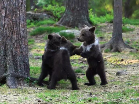 В мире: Фотограф-любитель заснял "танец" трех медвежат в лесу