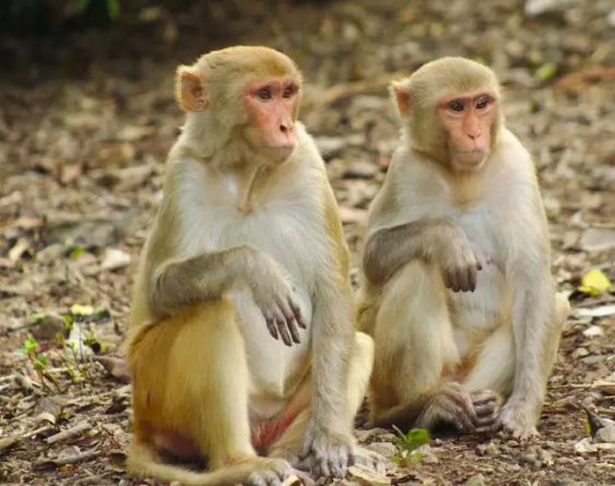 Здоровье: Ученые заразили 18 обезьян коронавирусом в попытках разработать вакцину