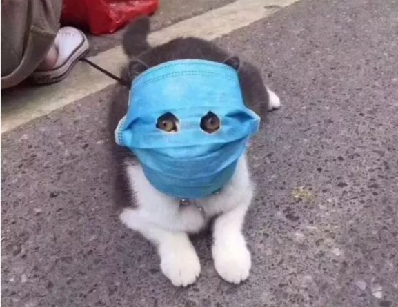 Здоровье: На кота надели медицинскую маску с прорезями для глаз, чтобы защитить от коронавируса