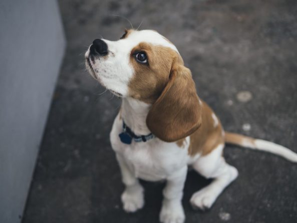 Здоровье: Тест на коронавирус у собаки показал положительный результат в Гонконге