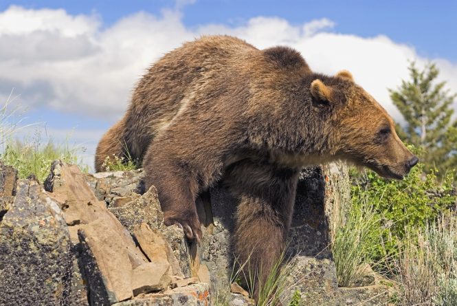 Локальные новости: Туристка продолжала фотографировать медведя, хотя тот шел прямо к ней